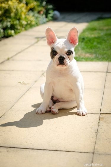 Do Dogs Really Fake Emotions? Understanding Their Trail Reactions
