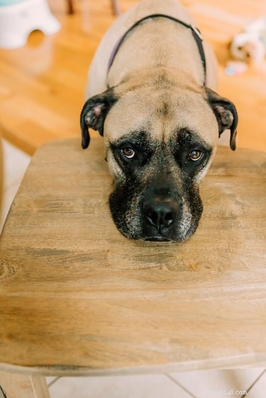 Do Dogs Really Fake Emotions? Understanding Their Trail Reactions