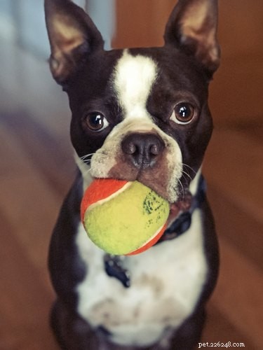 Why Do Dogs Bring You Toys When You Arrive? Understanding Their Joyful Behavior