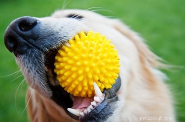 Why Do Dogs Bring You Toys When You Arrive? Understanding Their Joyful Behavior