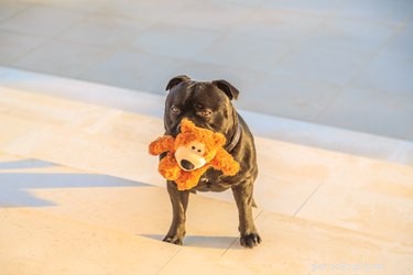 Why Do Dogs Bring You Toys When You Arrive? Understanding Their Joyful Behavior