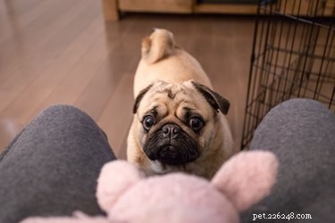 Why Do Dogs Bring You Toys When You Arrive? Understanding Their Joyful Behavior