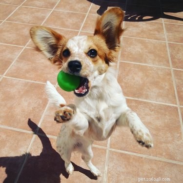 Why Do Dogs Bring You Toys When You Arrive? Understanding Their Joyful Behavior