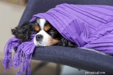 Why Dogs Burrow Under Covers: What It Reveals About Their Comfort and Health