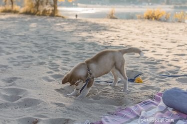 Why Dogs Burrow Under Covers: What It Reveals About Their Comfort and Health