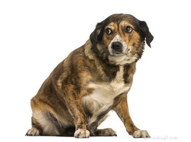 Why Does My Dog Fear Everything? Causes & Practical Solutions