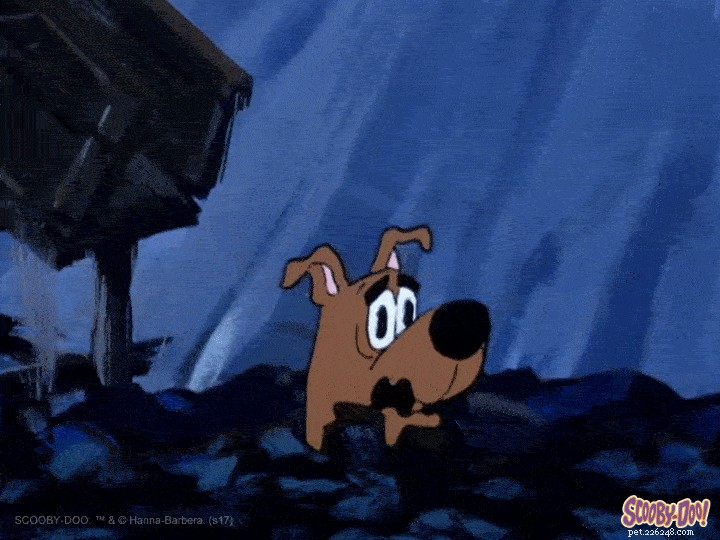 Why Does My Dog Fear Everything? Causes & Practical Solutions