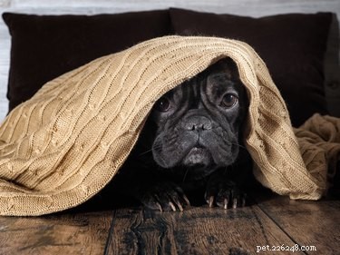Why Does My Dog Fear Everything? Causes & Practical Solutions