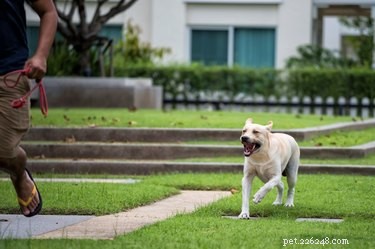 Can a Dog Truly Lose Its Love for Its Owner?