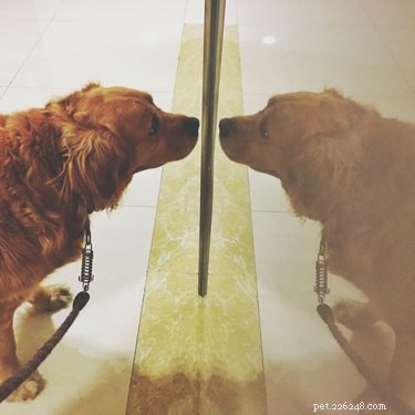 Do Dogs Recognize When They re Being Annoying? Insights into Pet Behavior