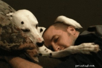 Do Dogs Recognize When They re Being Annoying? Insights into Pet Behavior