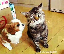 Do Dogs Recognize When They re Being Annoying? Insights into Pet Behavior
