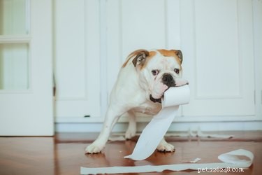 Why Dogs Eat Cat Feces: Causes, Risks, and Prevention