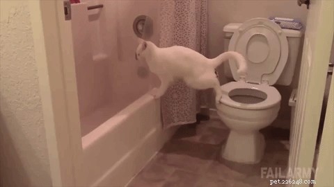 Why Dogs Eat Cat Feces: Causes, Risks, and Prevention