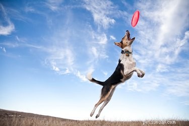 7 Common Mistakes That Trigger Your Dog’s Depression – How to Fix Them