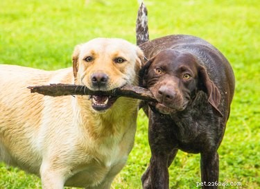 Do Dogs Experience Empathy? Insights into Canine Compassion and Comfort