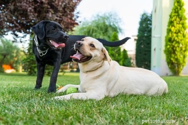 Do Dogs Experience Empathy? Insights into Canine Compassion and Comfort