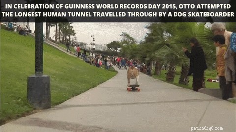 Understanding Why Dogs Fear Skateboards: Common Causes & Helpful Tips