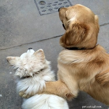 Can Your Dog Really Save Your Life? Understanding Their Protective Instincts