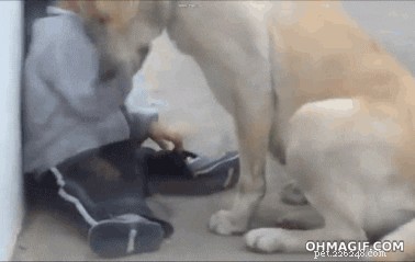 Can Your Dog Really Save Your Life? Understanding Their Protective Instincts
