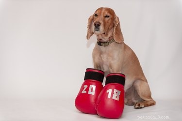 Can Your Dog Really Save Your Life? Understanding Their Protective Instincts