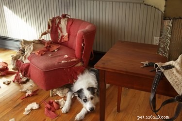 How Your Actions May Trigger Unwanted Dog Behaviors