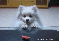 How Your Actions May Trigger Unwanted Dog Behaviors