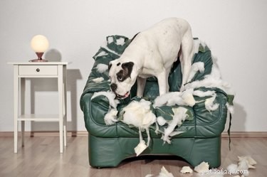 How Your Actions May Trigger Unwanted Dog Behaviors