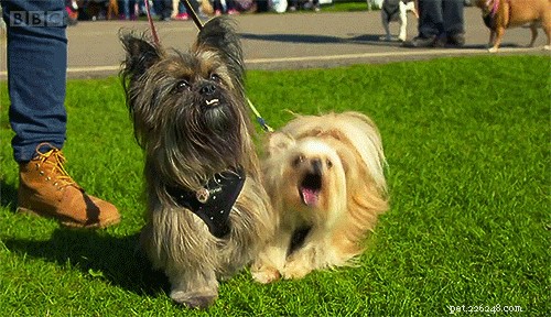 How Your Actions May Trigger Unwanted Dog Behaviors