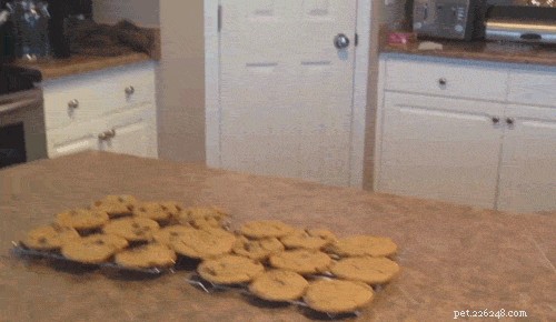How Your Actions May Trigger Unwanted Dog Behaviors