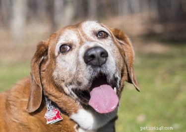 Age-Related Behavioral Changes in Dogs: What to Expect