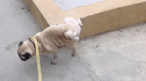 Why Some Dogs Aim High When Peeing: The Science Behind Their Peculiar Habit