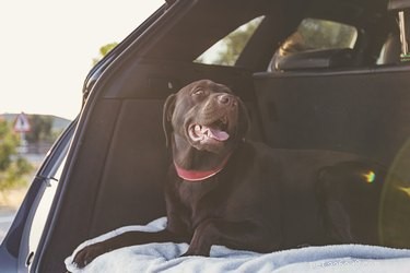 Why Dogs Love Their Owners (And What It Means for You)