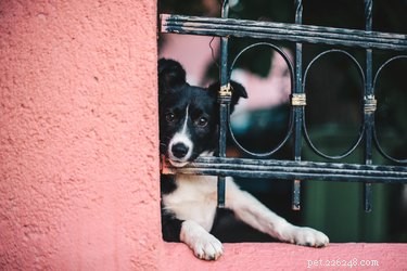 Why Dogs Love Their Owners (And What It Means for You)