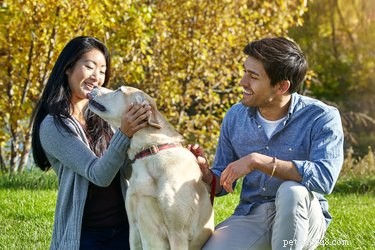 Can Talking to Your Dog Boost Their Happiness? Scientific Insights