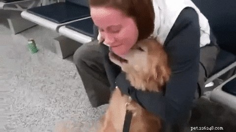 Is Moving a Dog to a New Owner Traumatic? What to Expect & How to Ease the Transition