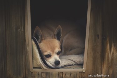Is Moving a Dog to a New Owner Traumatic? What to Expect & How to Ease the Transition