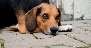 Is Moving a Dog to a New Owner Traumatic? What to Expect & How to Ease the Transition