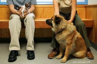 Do Dogs Perceive Vet Visits? Understanding Their Experience