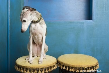 Do Dogs Experience Embarrassment? Unpacking the Evidence