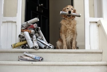 Do Dogs Really Miss Their Owners When They’re Away?