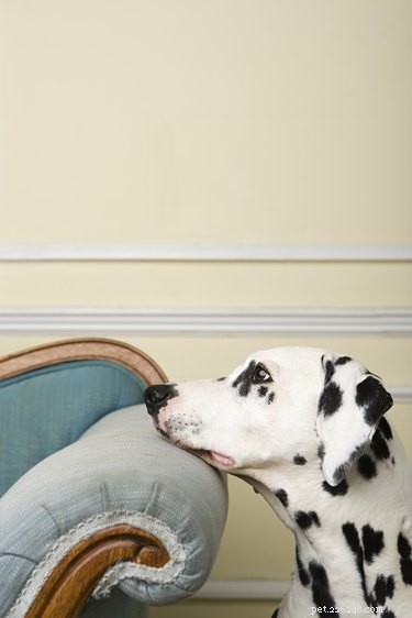 Do Dogs Really Miss Their Owners When They’re Away?