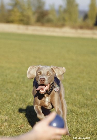 Do Dogs Really Miss Their Owners When They’re Away?