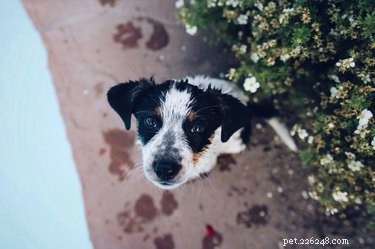 Why Your Dog May Seem Angry: Decoding Their Signals