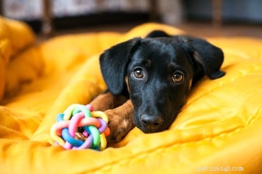 Why Dogs Quickly Lose Interest in Their Toys — And How to Reignite Their Play