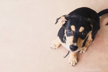 Why Dogs Quickly Lose Interest in Their Toys — And How to Reignite Their Play