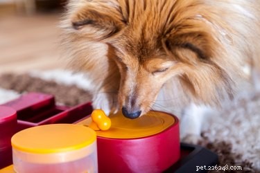 Why Dogs Quickly Lose Interest in Their Toys — And How to Reignite Their Play