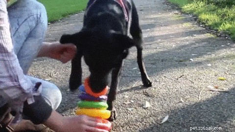 Why Dogs Quickly Lose Interest in Their Toys — And How to Reignite Their Play