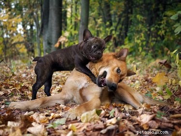 Why Do Large Dogs Fear Small Dogs? Understanding Behavior and Solutions