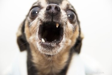 Why Do Large Dogs Fear Small Dogs? Understanding Behavior and Solutions